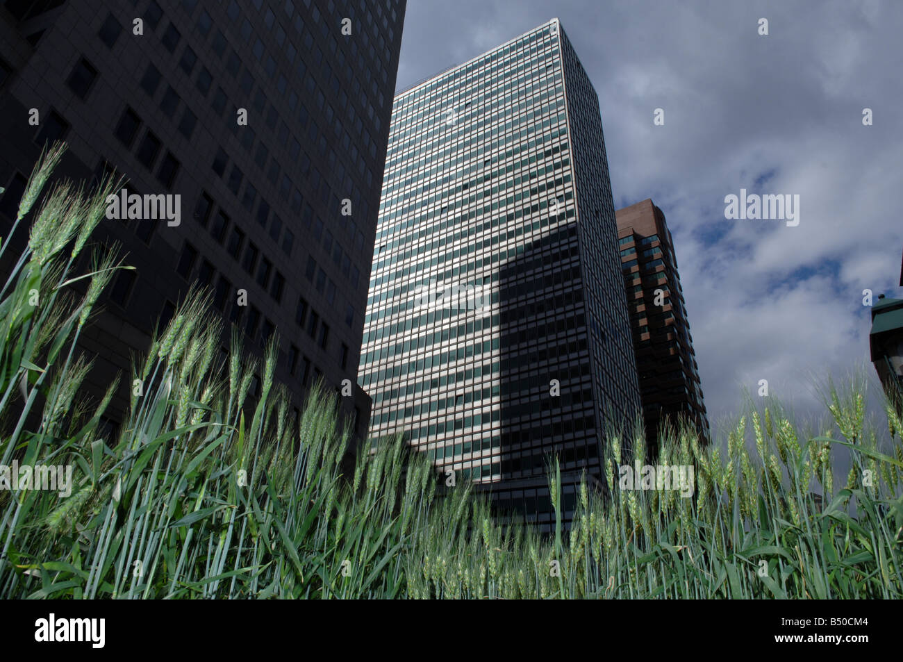 The Wheat Foods Council displays a live wheat field approximately one