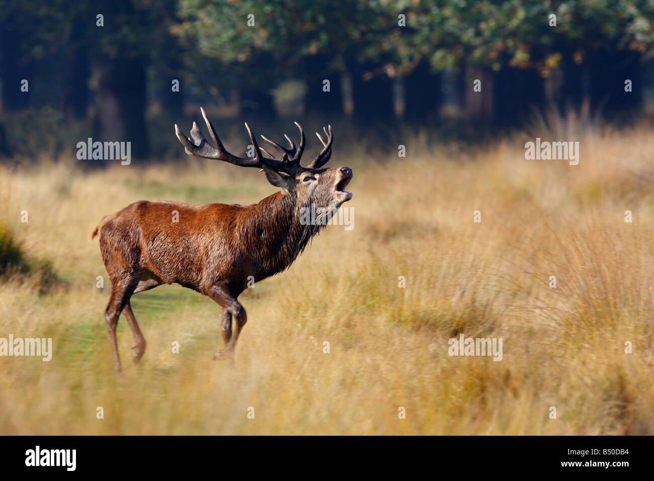 Red Deer Cervus Elaphus Stag roaring Richmond park London Stock Photo