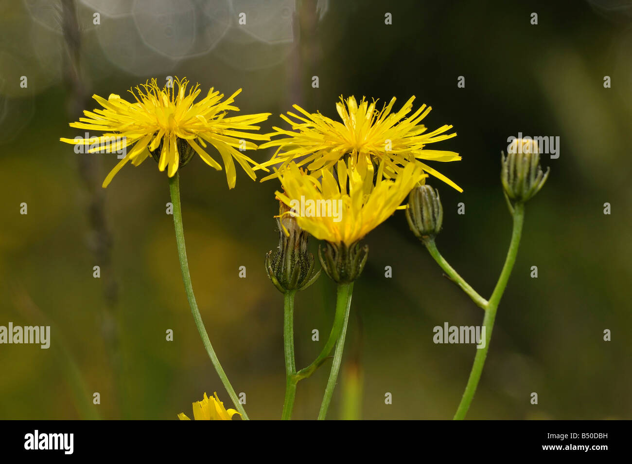 Smooth Hawks beard Crepis capillaris Stock Photo
