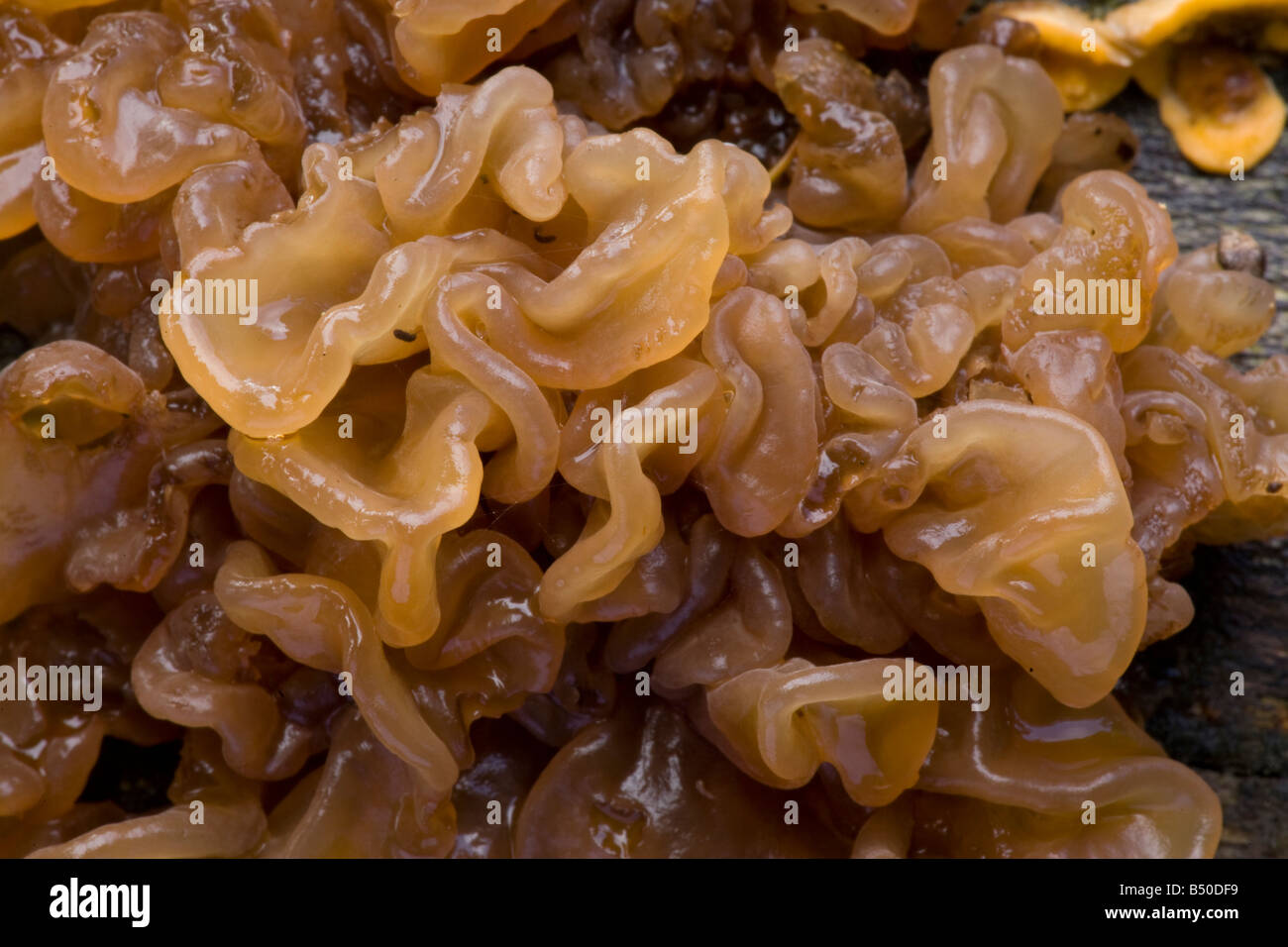 Jelly Fungus Stock Photo
