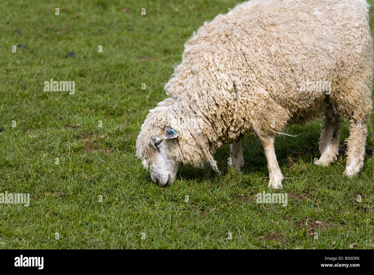 A traditional Cotswold sheep known as the Cotswold Lion at Cotswold