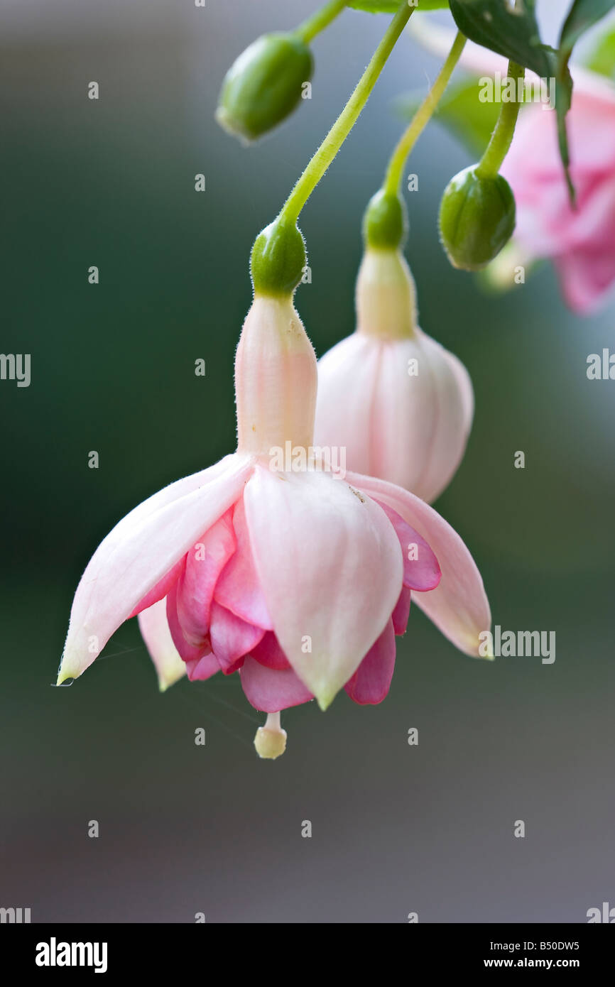 A close up of a Trailing Fuchsia 'Kit Oxtoby' flower in mid Autumn in Sussex, England, UK Stock Photo