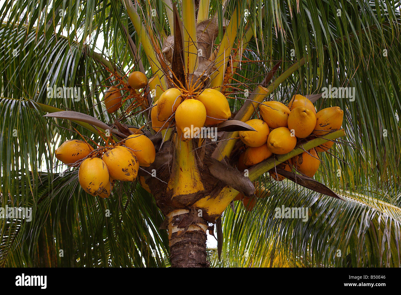 Coconuts growing on a palm tree, Mauritius Stock Photo - Alamy