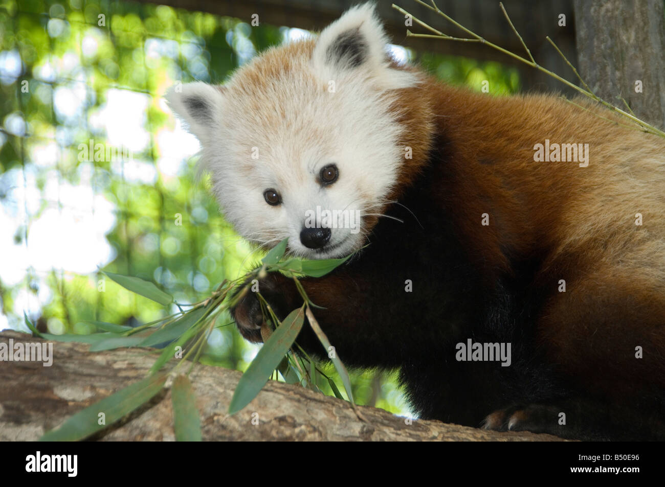 Red Panda eating Stock Photo