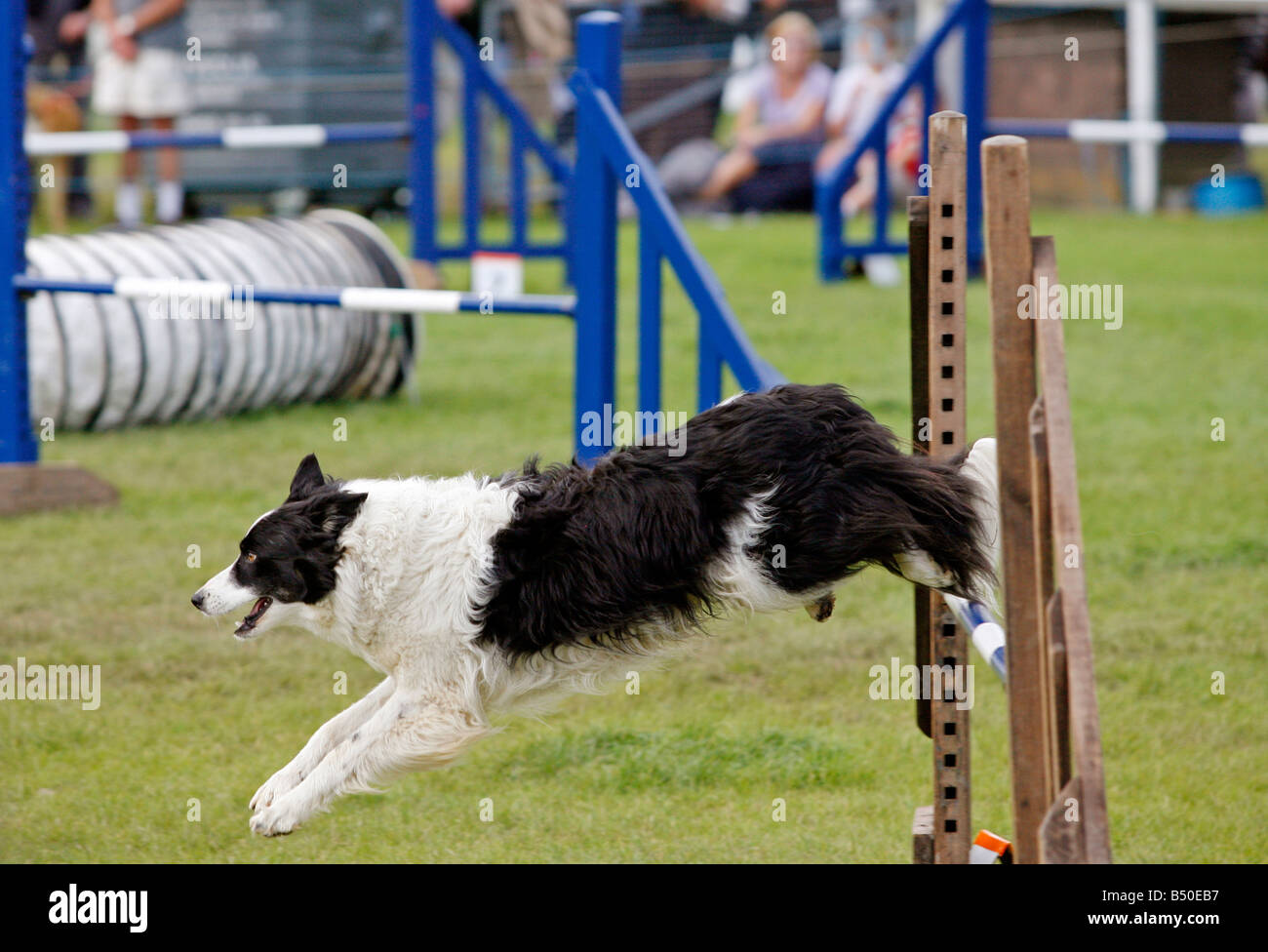 Dog agility competition Stock Photo Alamy