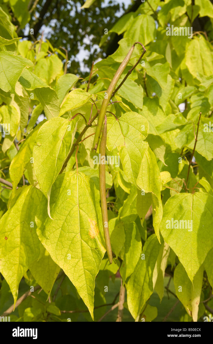 Seed pods on Indian bean tree Catalpa speciosa Stock Photo