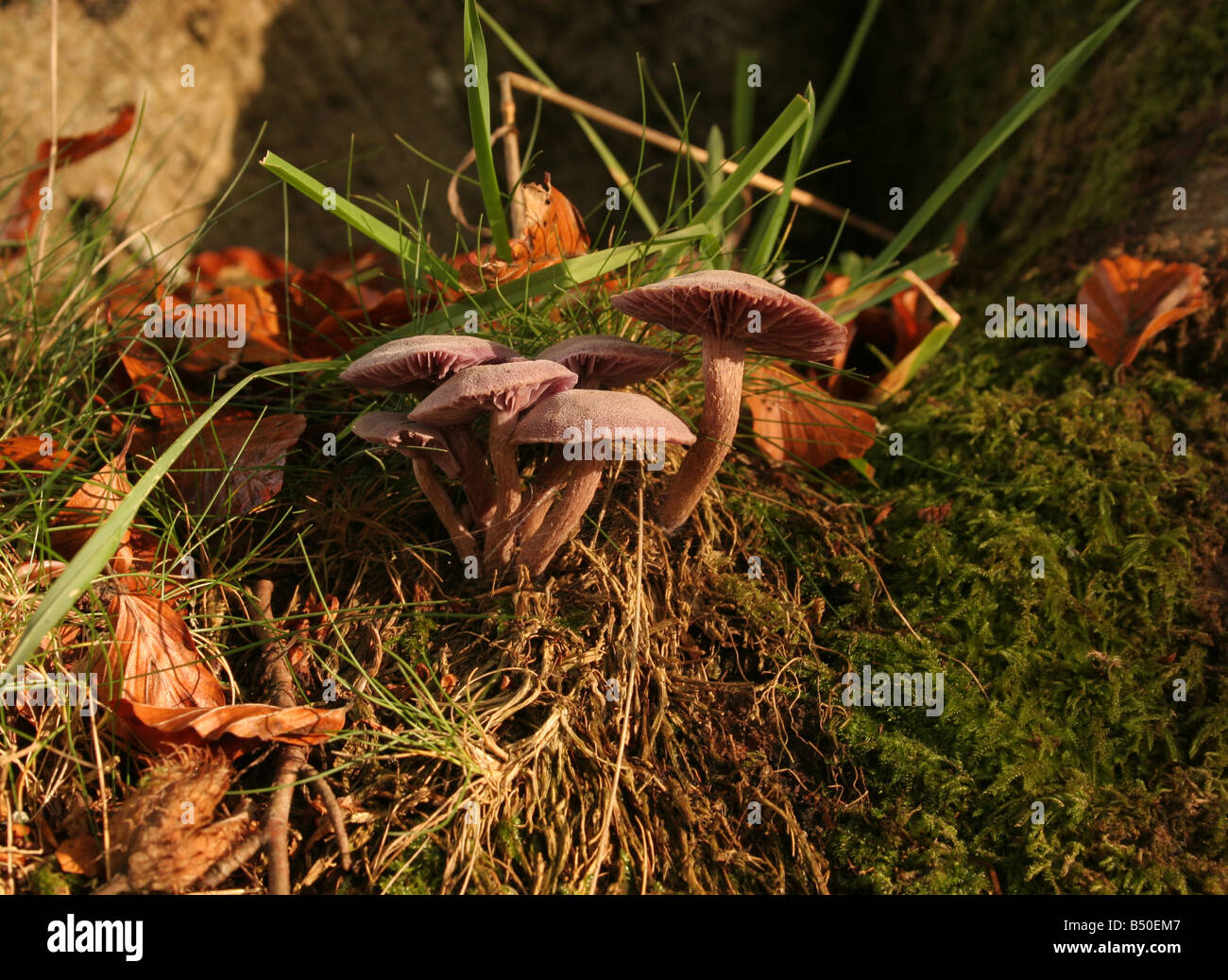 Mushrooms fungi growing wild in Scottish woodland Stock Photo