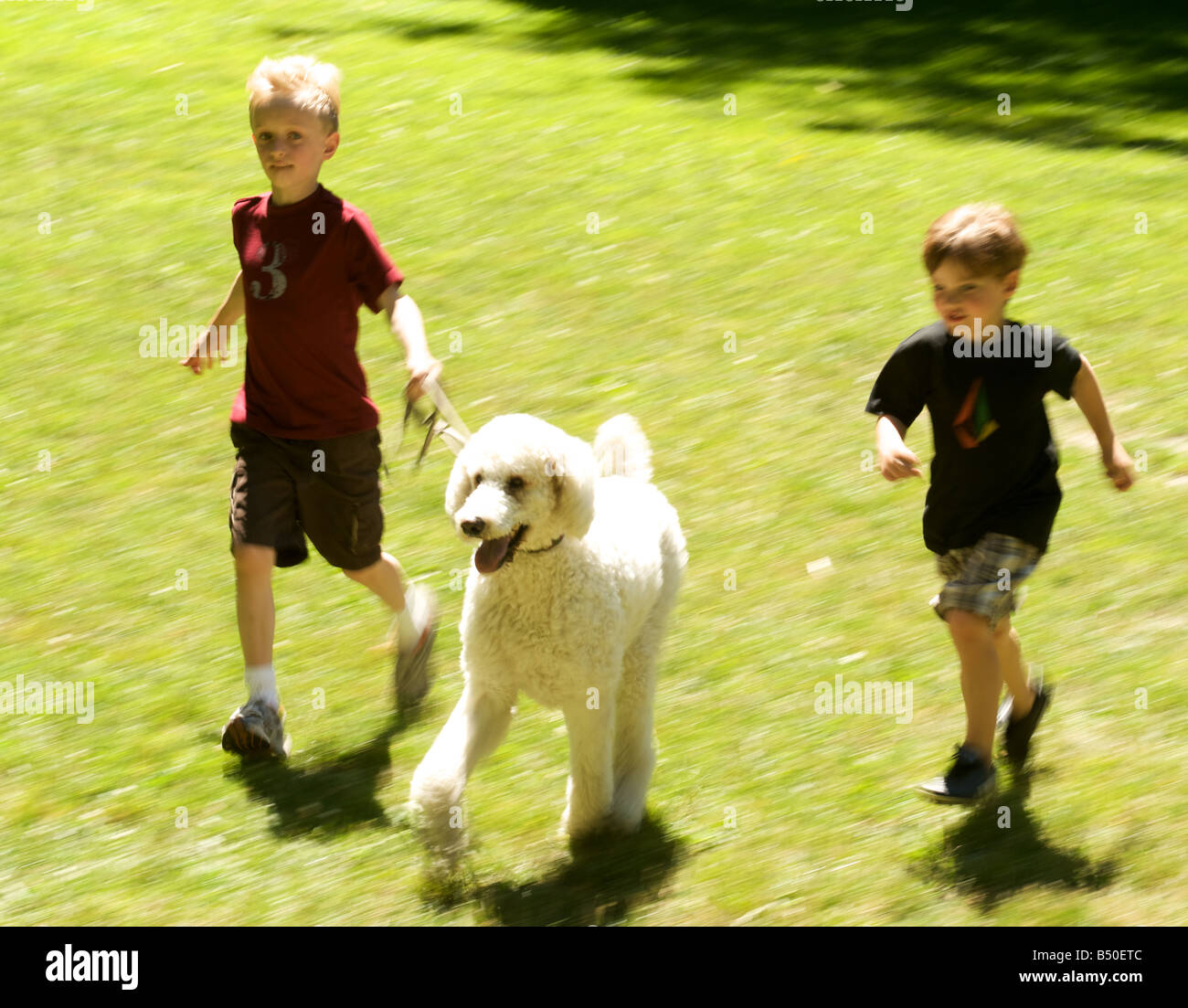 Standard poodle runs with boys 5-7 years old Stock Photo