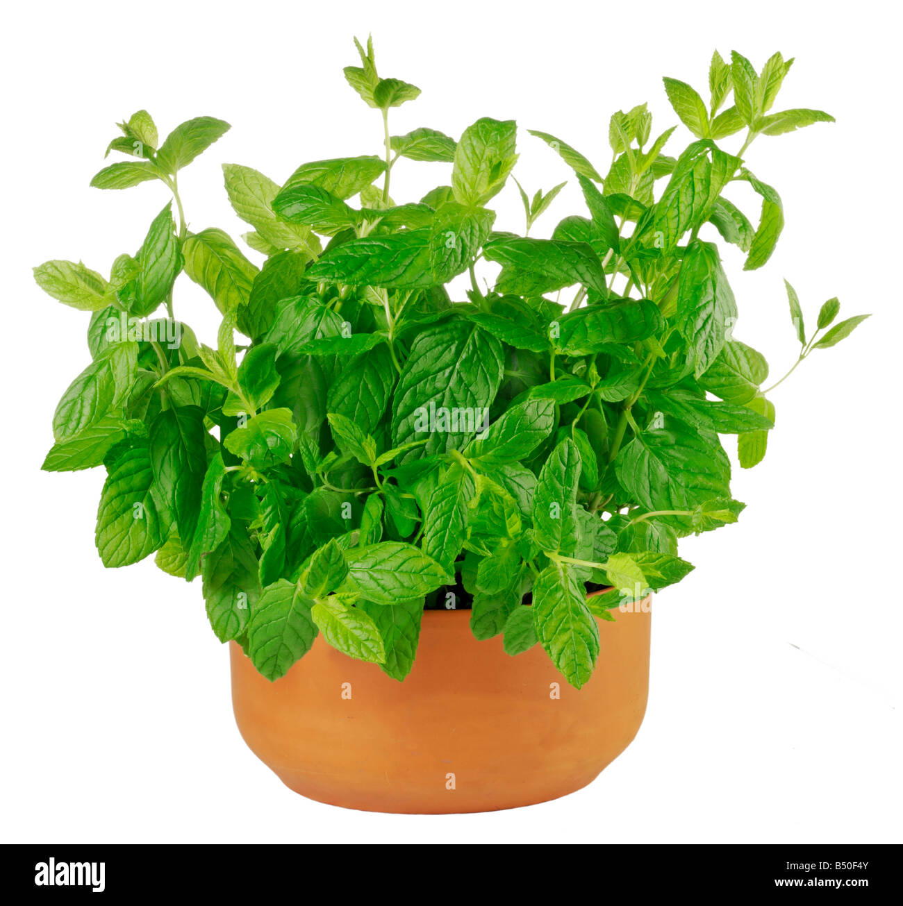 GROWING MINT PLANT IN POT Stock Photo Alamy