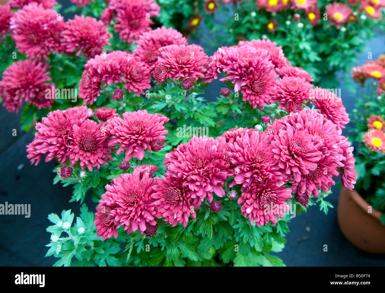 Double chrysanthemum hi-res stock photography and images - Alamy