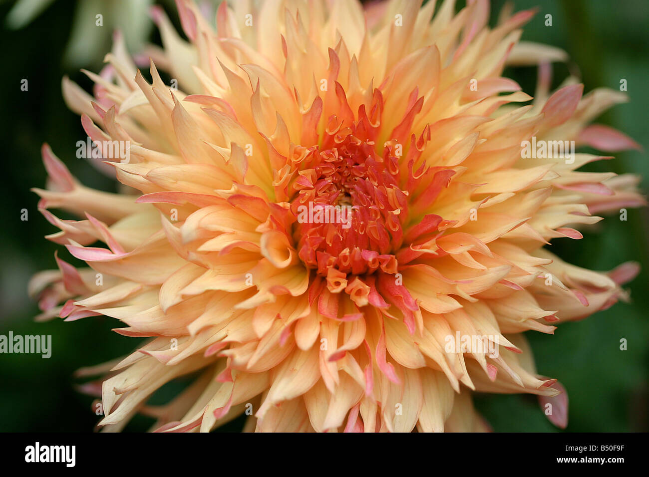 Stunning orange dahlia blossom hi-res stock photography and images - Alamy