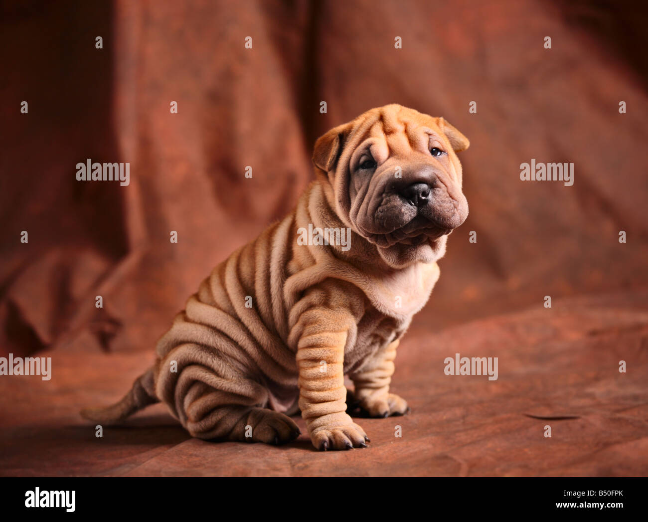 Cute sharpei puppy Stock Photo