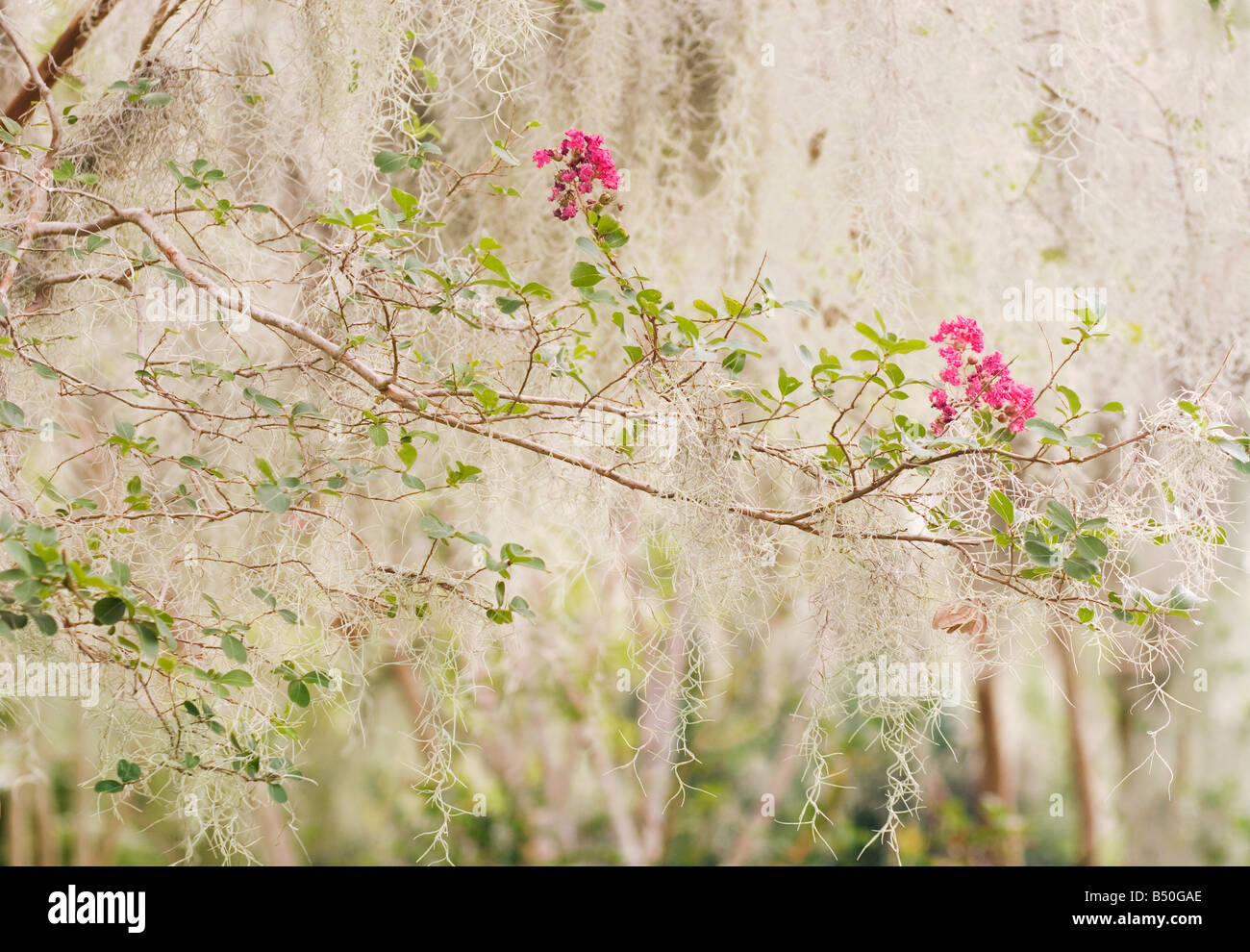 Crepe myrtle new orleans hires stock photography and images Alamy