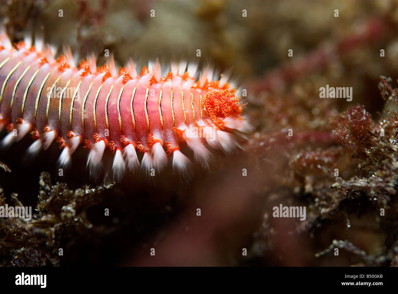 Bearded fireworm or white tufted worm Hermodice carunculata underwater closeup Stock Photo