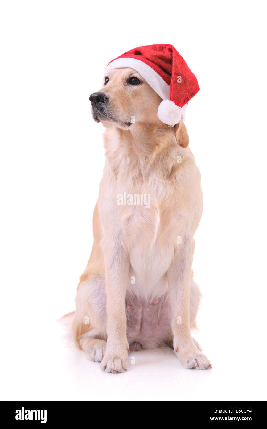Holiday dog isolated on white background Stock Photo - Alamy