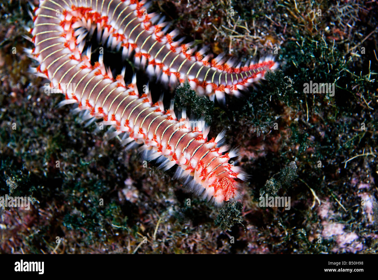 Bearded fireworm or white tufted worm Hermodice carunculata underwater closeup Stock Photo