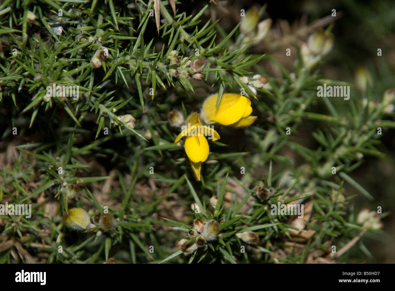 A gorse flower on the Ashdown forest Stock Photo