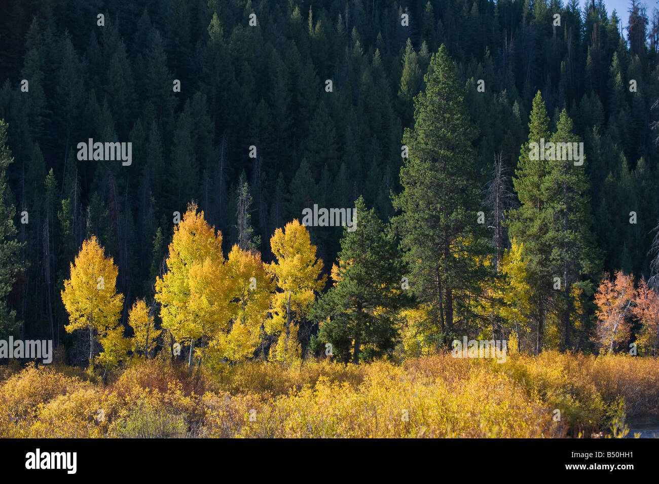 Idaho. Beautiful fall colors in autumn in the mountains Stock Photo Alamy
