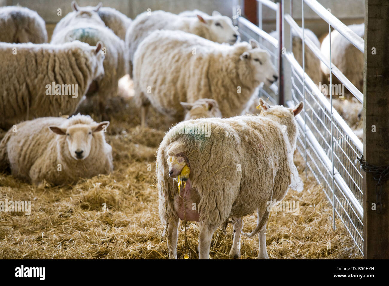 Sheep Giving Birth High Resolution Stock Photography and Images Alamy