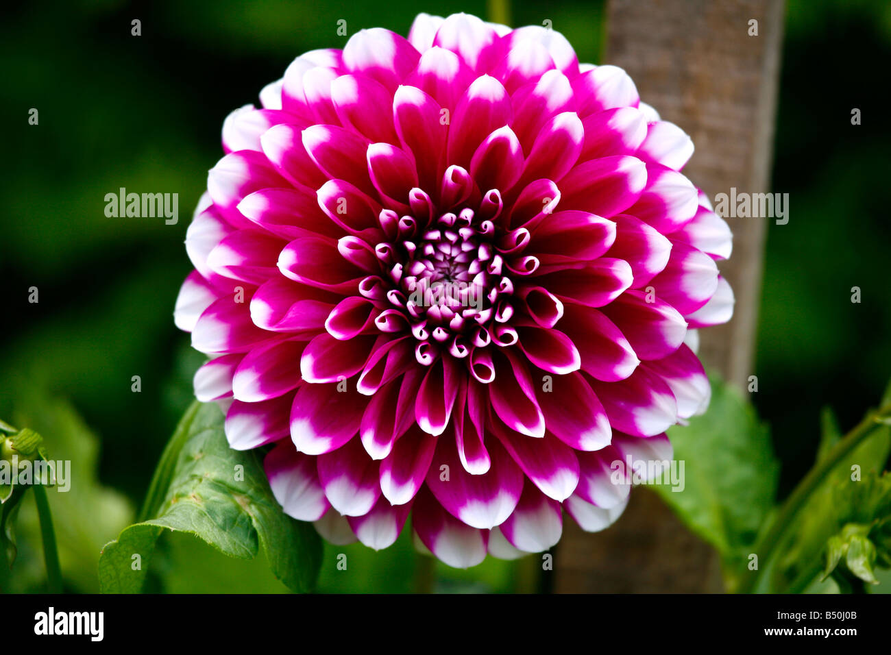 Vivid Pink and white Dahlia, Macro. Stock Photo