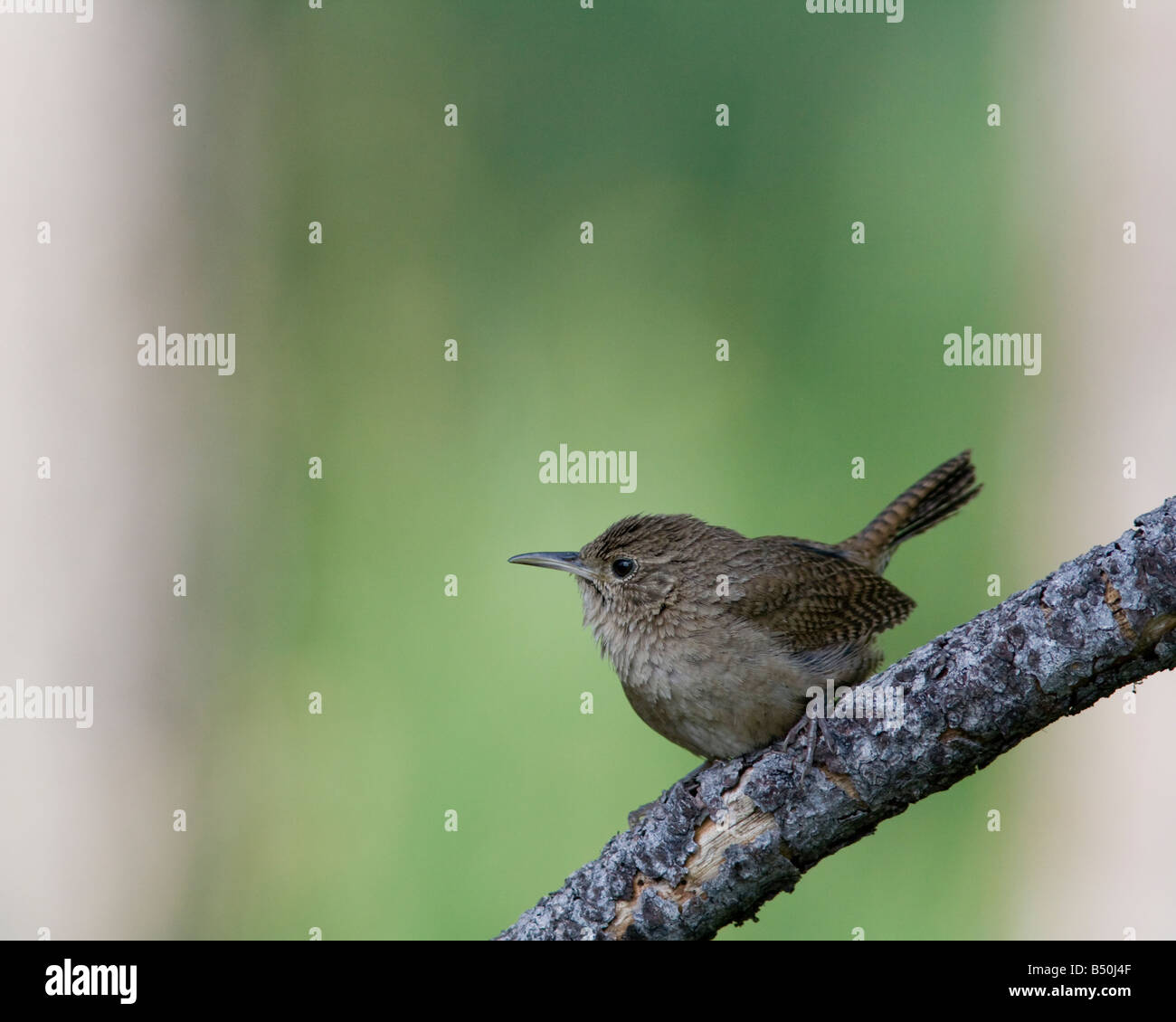 House Wren portrait, Coconino County, Arizona Stock Photo