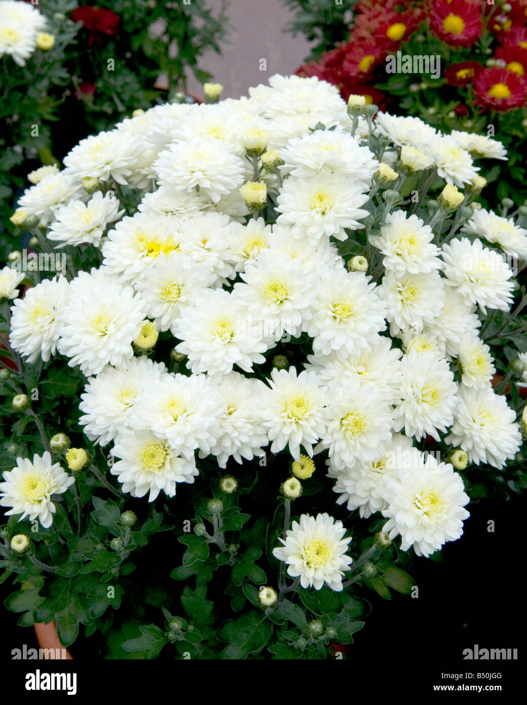 Chrysanthemum Compositae/Asteraceae Stock Photo
