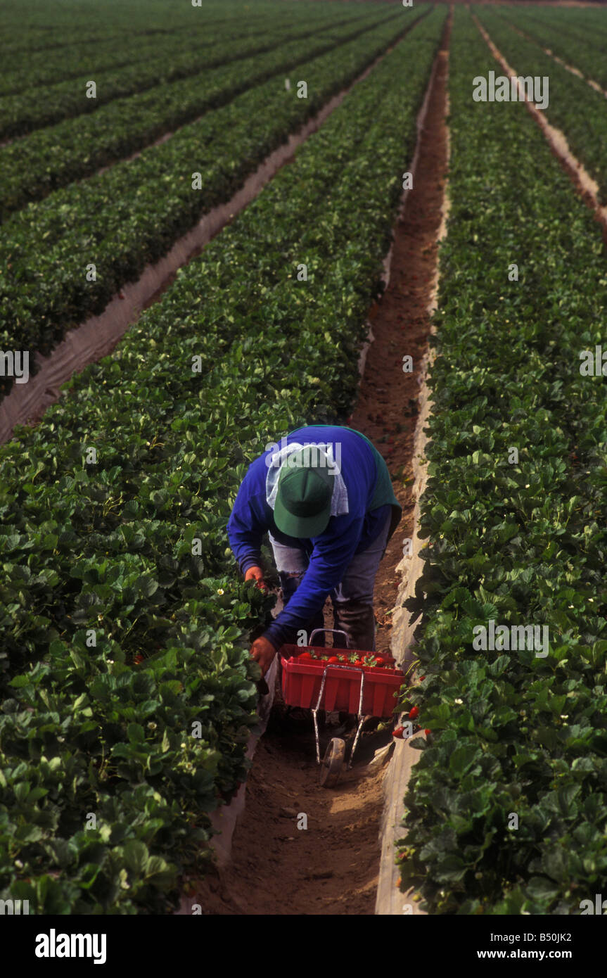 migrant worker picking strawberries Stock Photo - Alamy