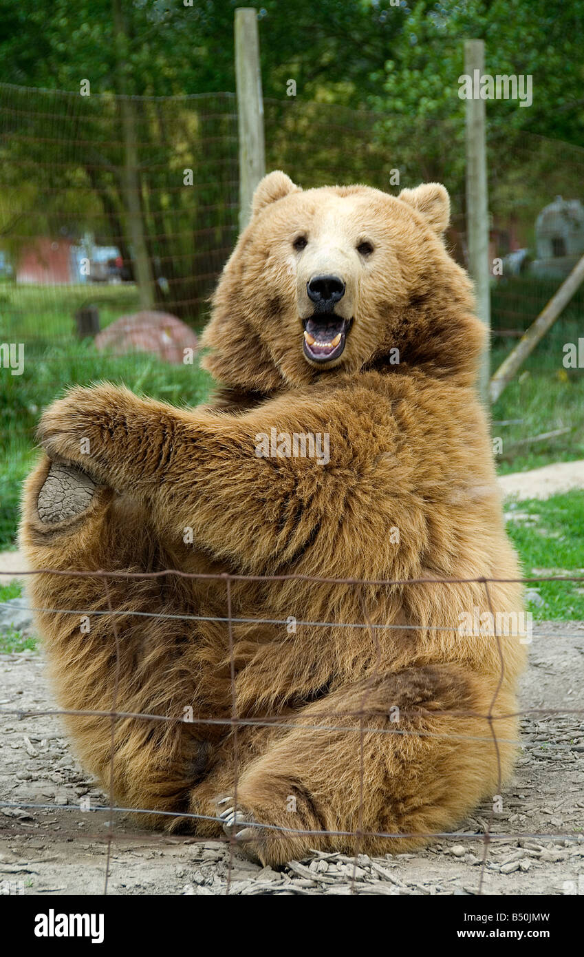 Kodiak bear at Olympic Game Farm, Sequim, Washington State Stock Photo