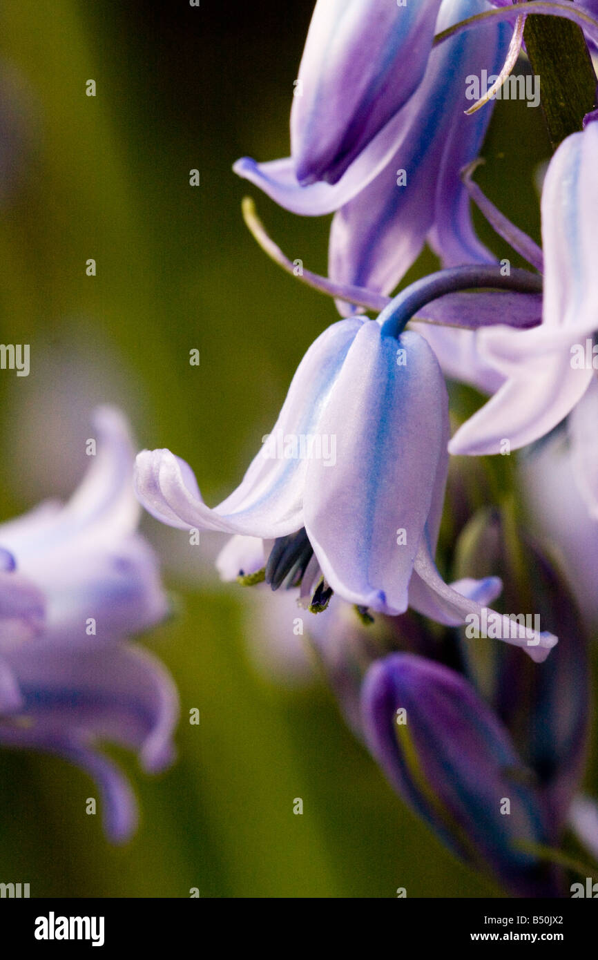 Bluebell flowers close up Macro Stock Photo