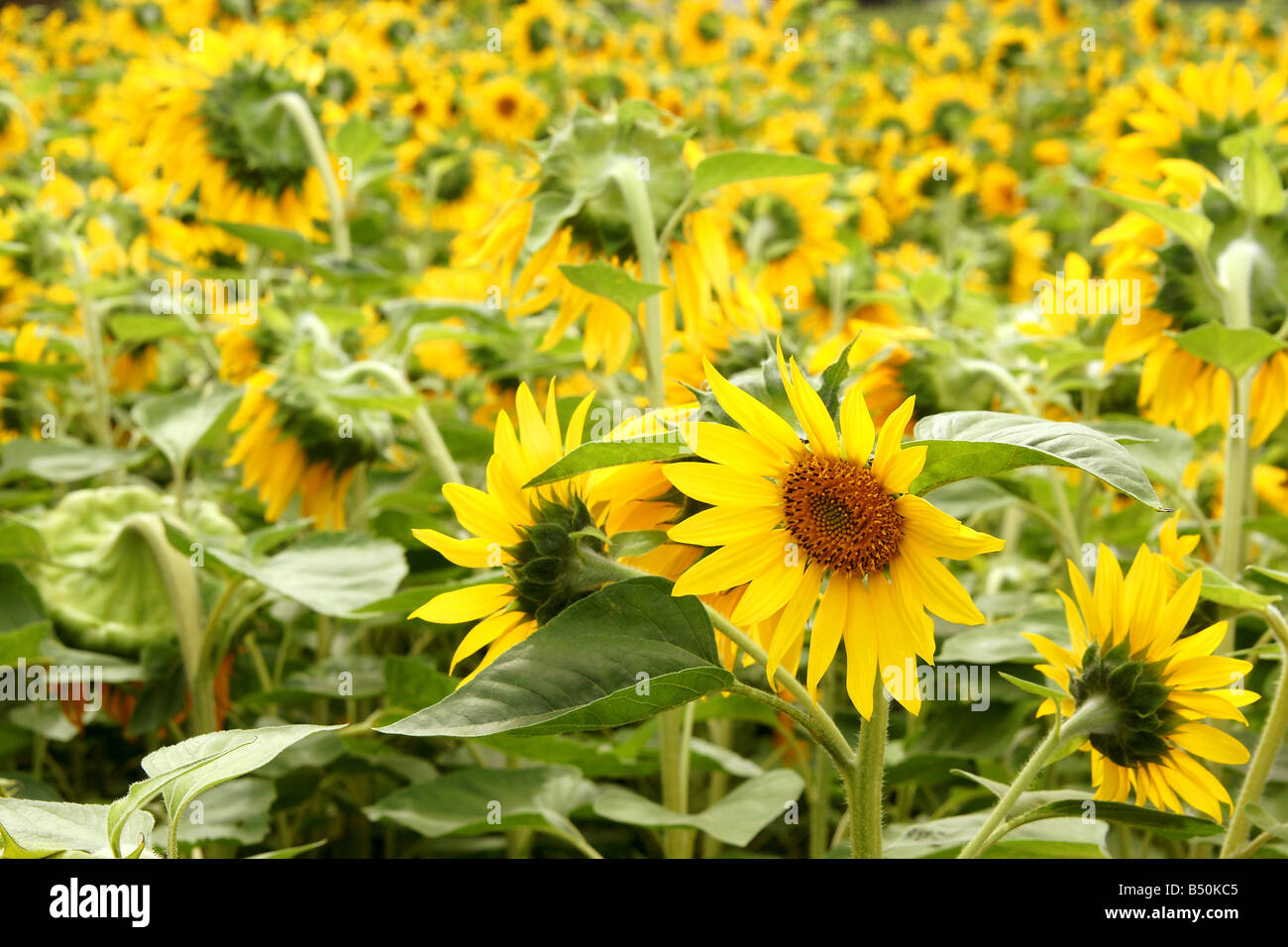 Field full of sunflowers Stock Photo - Alamy