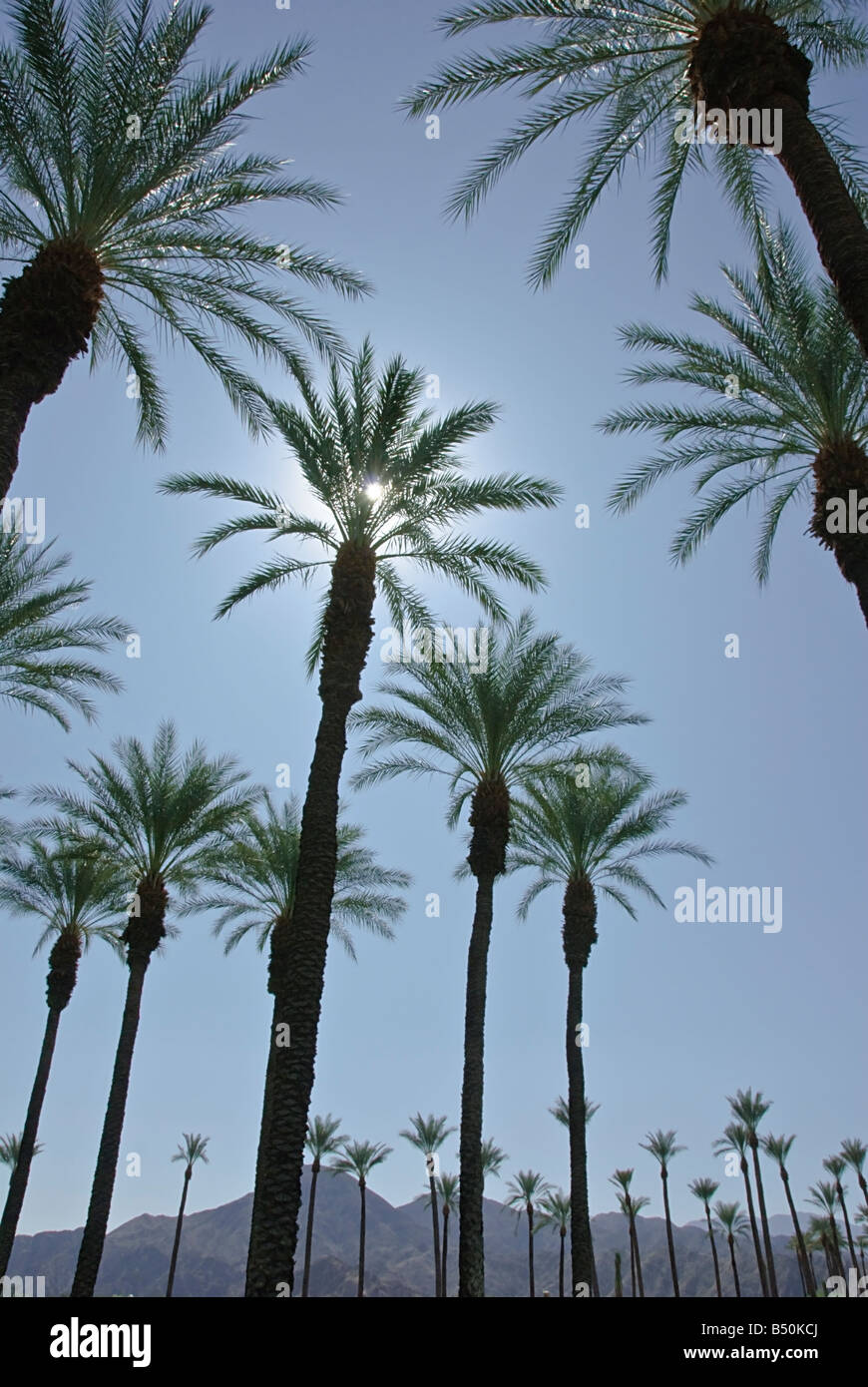 Palm Trees California palm tree s CA Fan Palm, native California palm tree palm trees Arecaceae Palmae Palmaceae Stock Photo