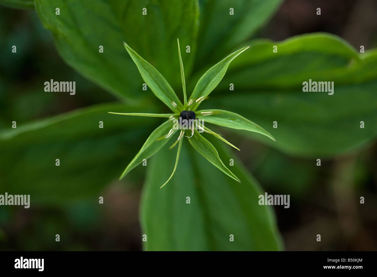 Herb paris Paris quadrifolia Stock Photo