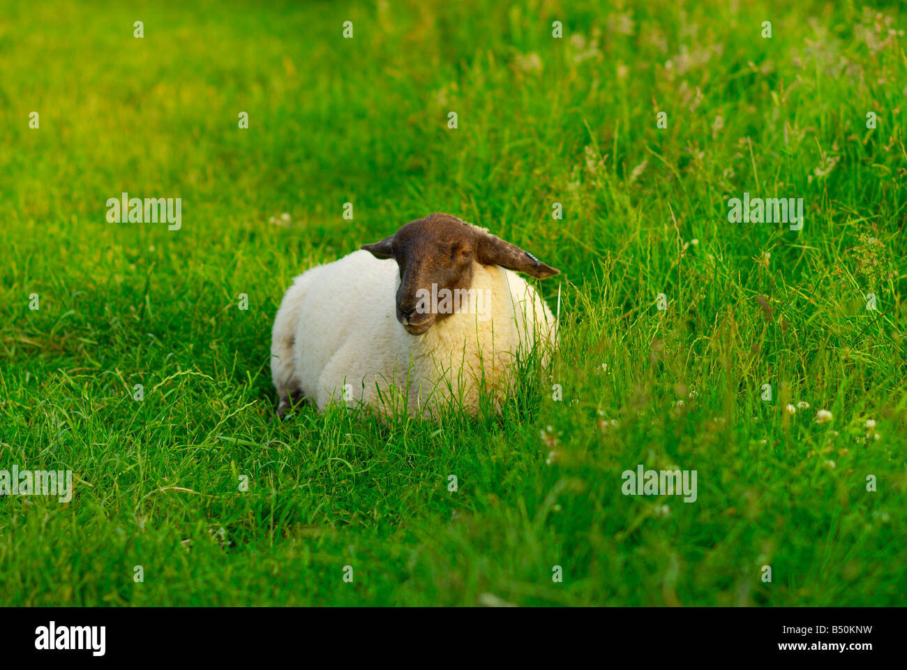 Black headed sheep lying down in green grass Stock Photo