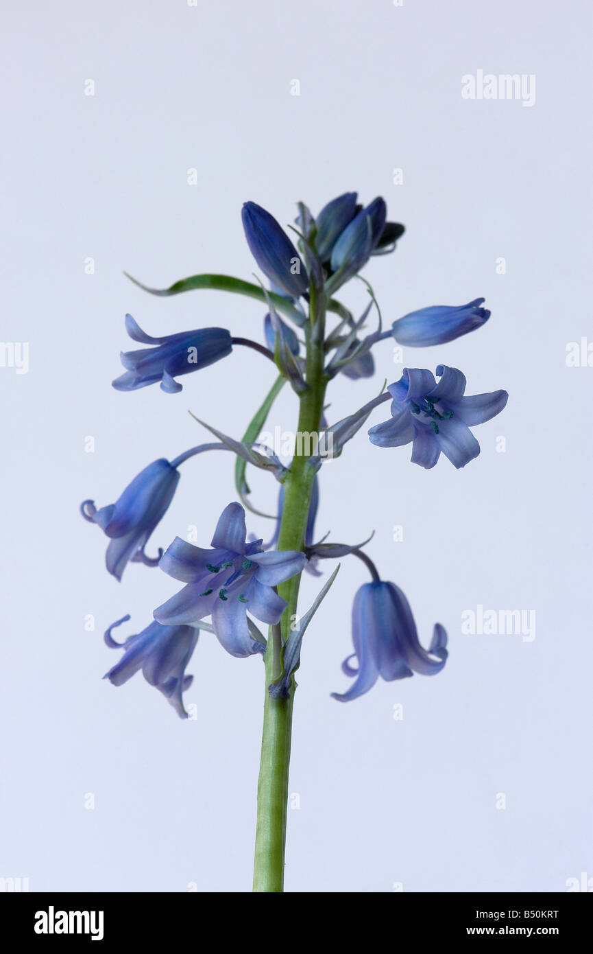 Spanish bluebell Hyacinthoides hispanica has blue anthers and an upright stem Stock Photo