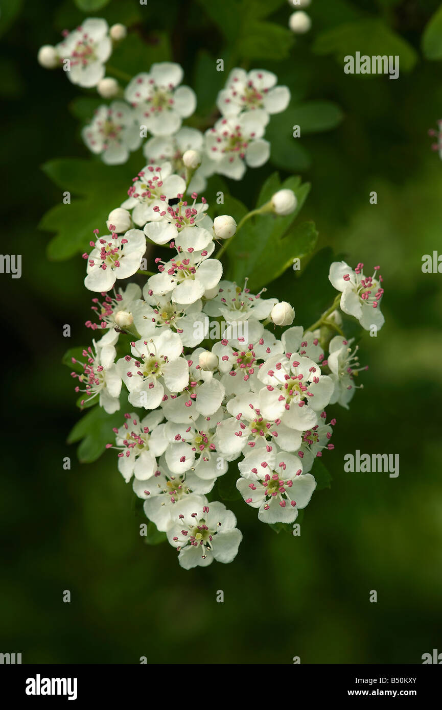 May or hawthorn Crataegus monogyna flowers showing fresh pink anthers Stock Photo