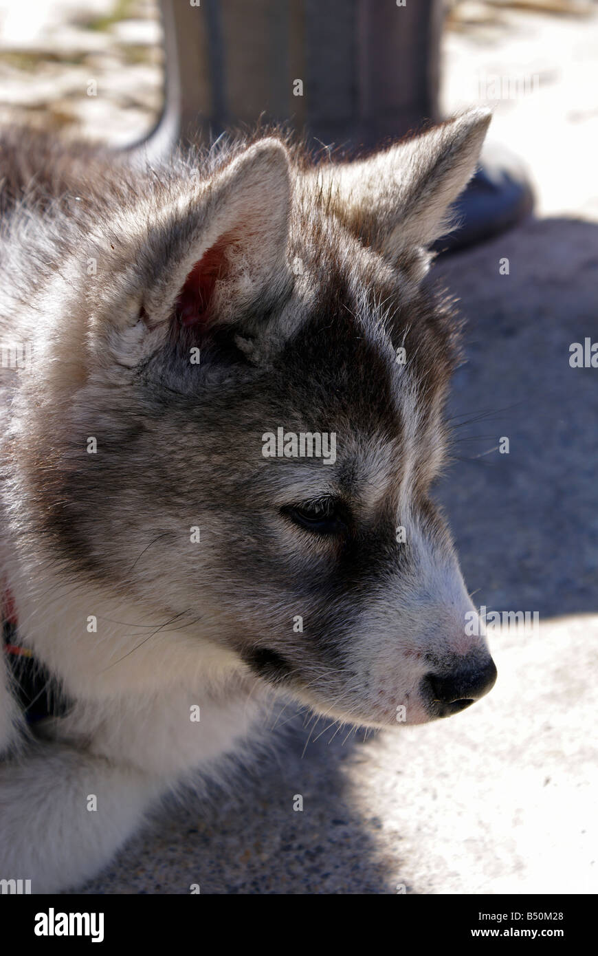 Running Siberian Husky Sled Dogs in Harness Pulling Scooter on Autumn