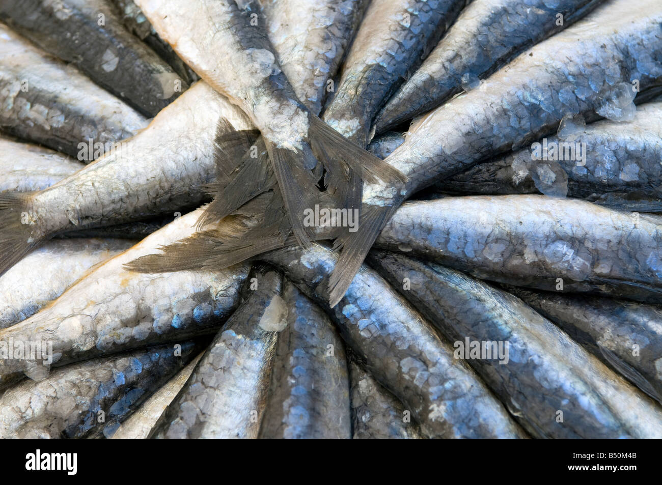 Salted sardines hires stock photography and images Alamy
