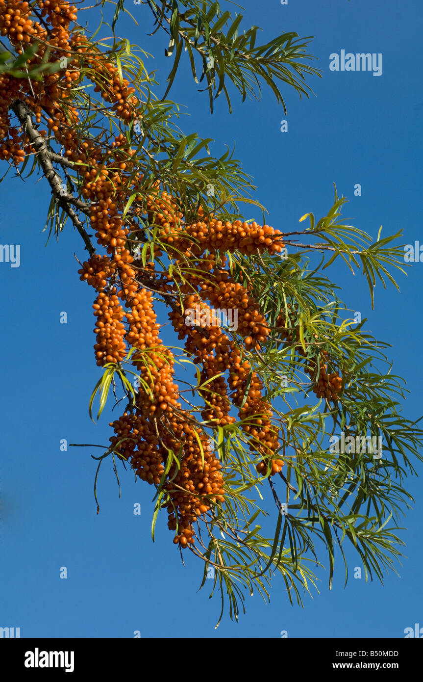 Sea buckthorn fruits Hippophae rhamnoides Stock Photo