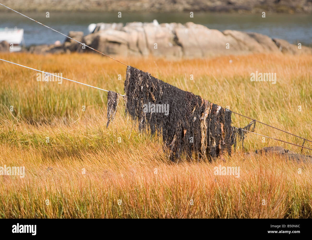 Seaweed hanging off a cable at low tide Stock Photo Alamy