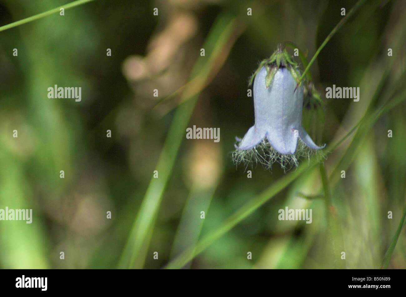 Bearded Bellflower ( Campanula barbata ) Stock Photo