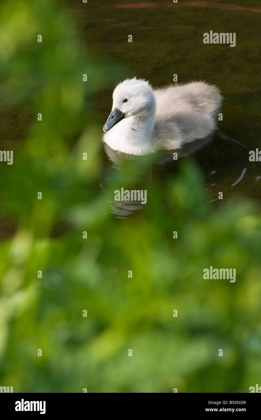 A mute swan cygnet in lake with green foliage in the foreground Stock Photo