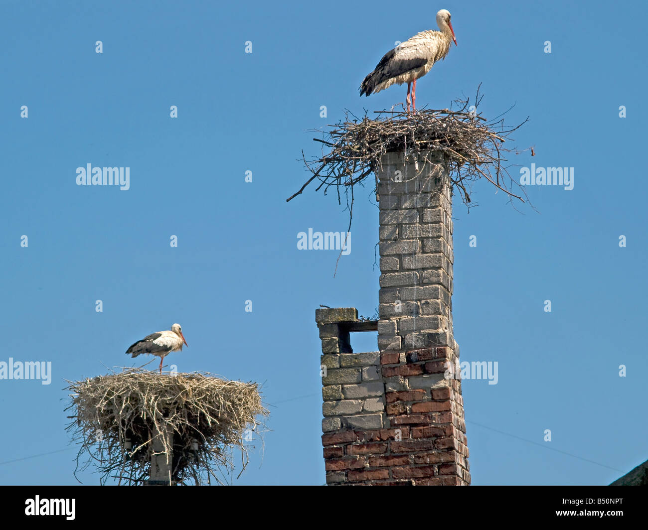 two storks blue sky chimney nature nest  Rusne Lithuania  Baltic states Stock Photo