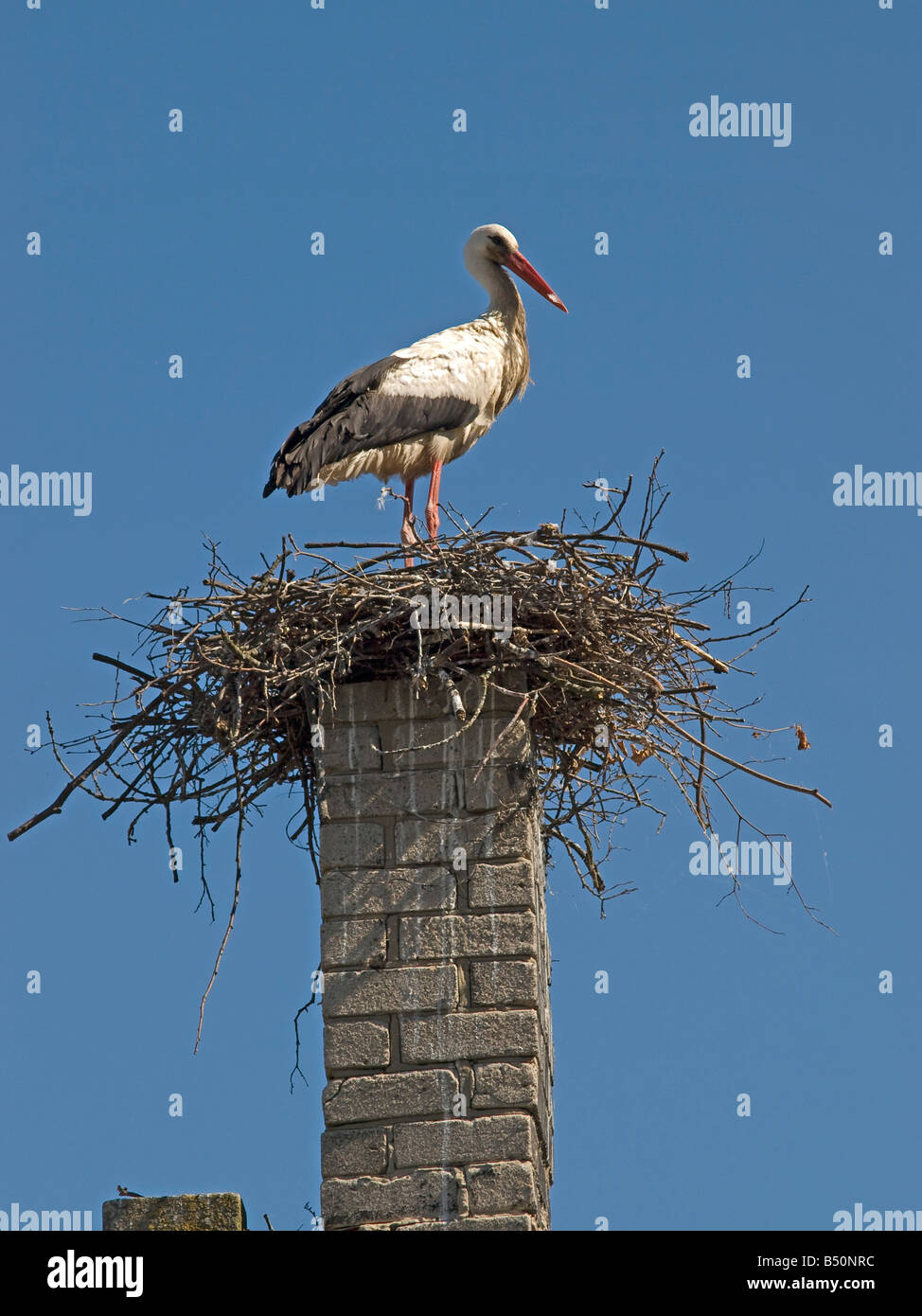 stork blue sky chimney nature nest  Rusne Lithuania  Baltic states Stock Photo