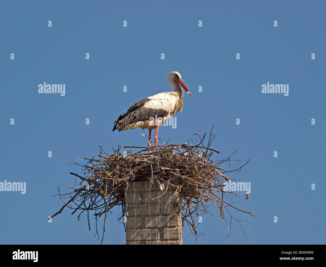 stork blue sky chimney nature nest  Rusne Lithuania  Baltic states Stock Photo