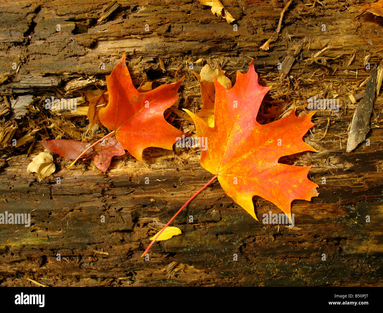 Fallen autumn leafs on decayed tree trunk on forest floor. Stock Photo