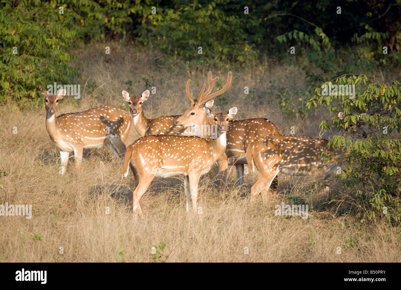 a herd of Spotted Deer grazing in Ranthambore national park, Rajasthan, india Stock Photo
