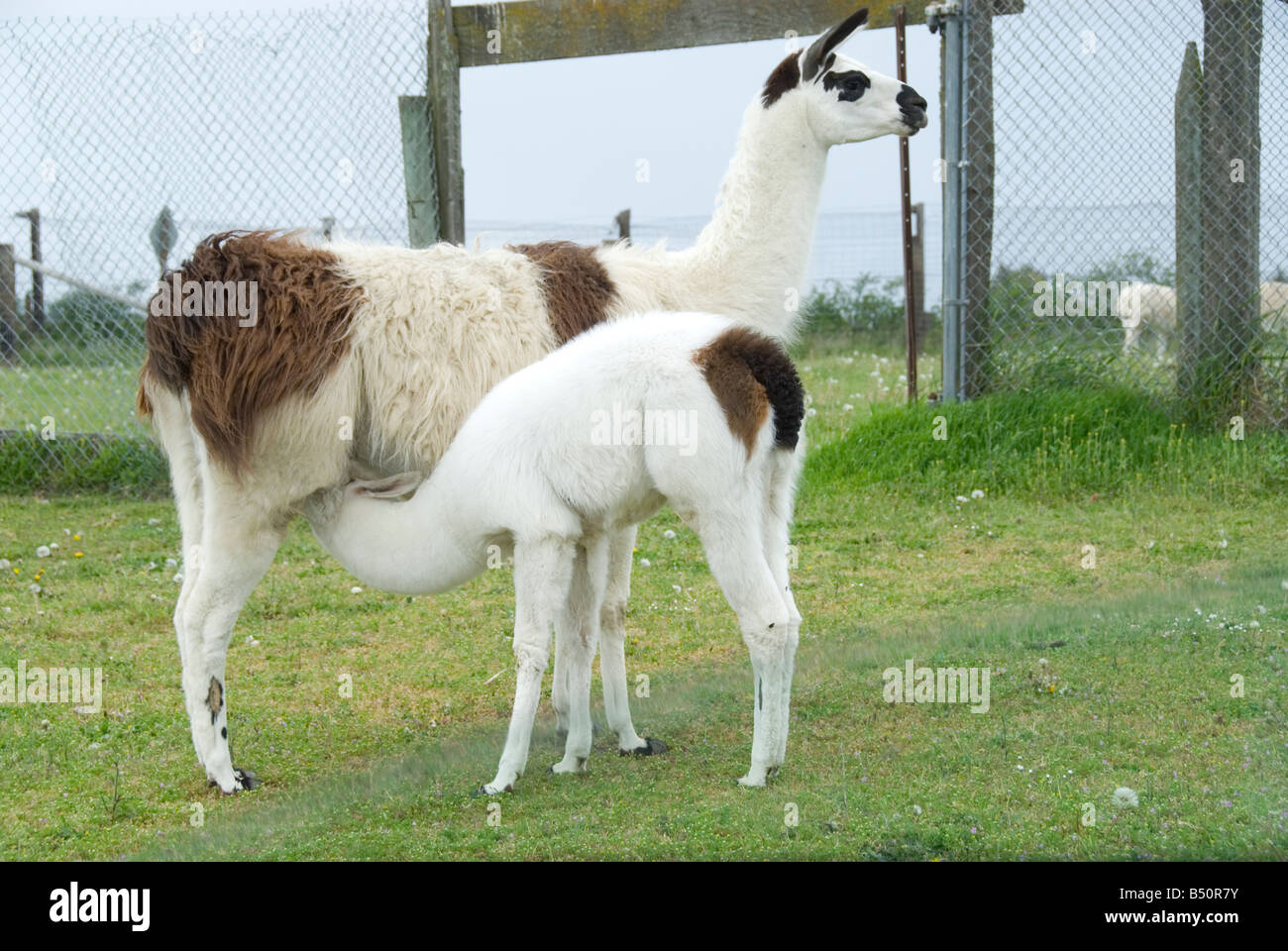 Baby llama nursing at Olympic Game Farm, Sequim, Washington State Stock Photo