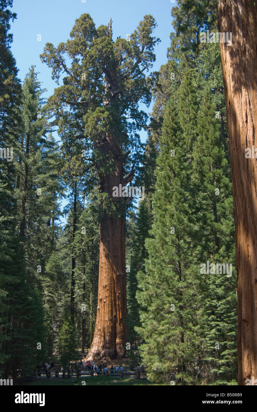 General Sherman Sequoia tree, the largest tree of the world by volume. Stock Photo