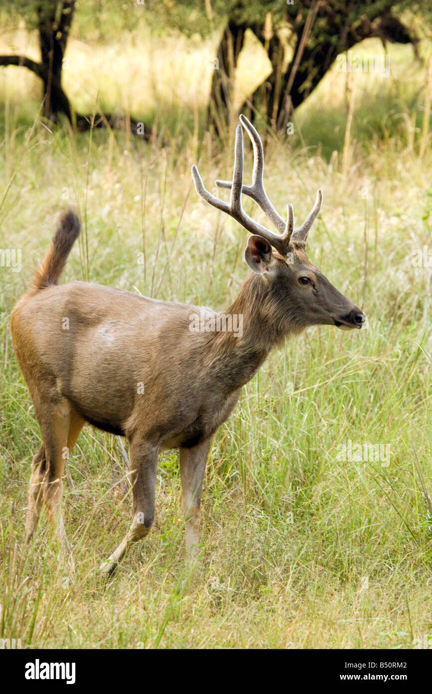 Adult male Sambar deer, Rusa unicolor, Ranthambore National Park, Rajasthan, India Stock Photo