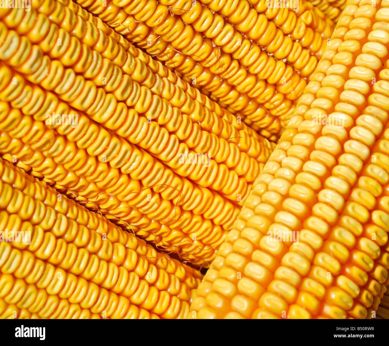 Yellow corn collection Stock Photo